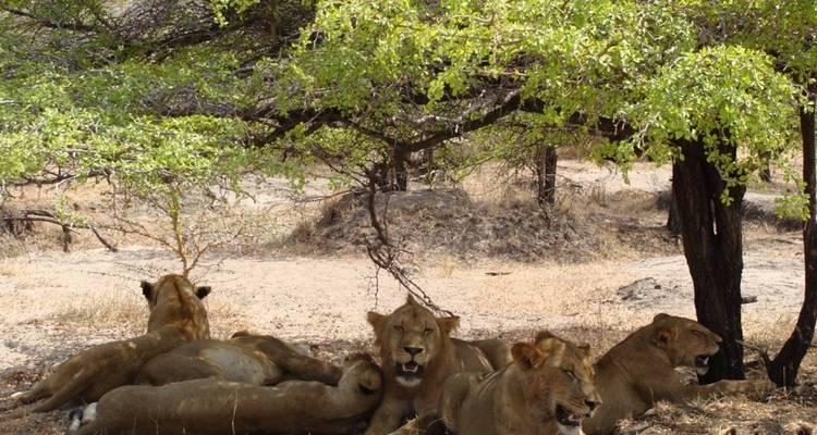 3 jours - Safari dans le parc national de Ruaha - vol depuis Zanzibar ou Dar Es Salaam - Silver Sky Travel 4