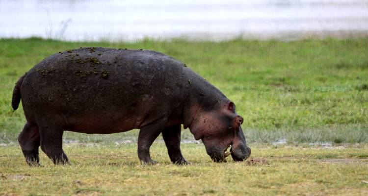 Safari d'une journée aux lacs Nakuru et Naivasha - Smile view Kenya tours and travel 2