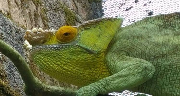 12 Days South of Madagascar - Fosa Travel 4