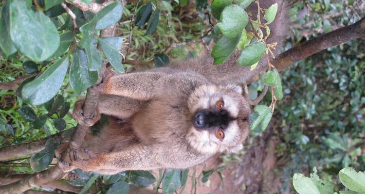 12 Days South of Madagascar - Fosa Travel 6