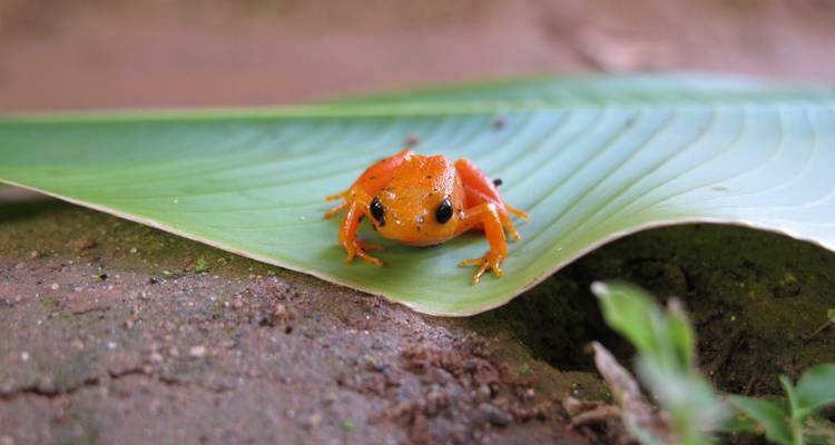 12 Days South of Madagascar - Fosa Travel 7