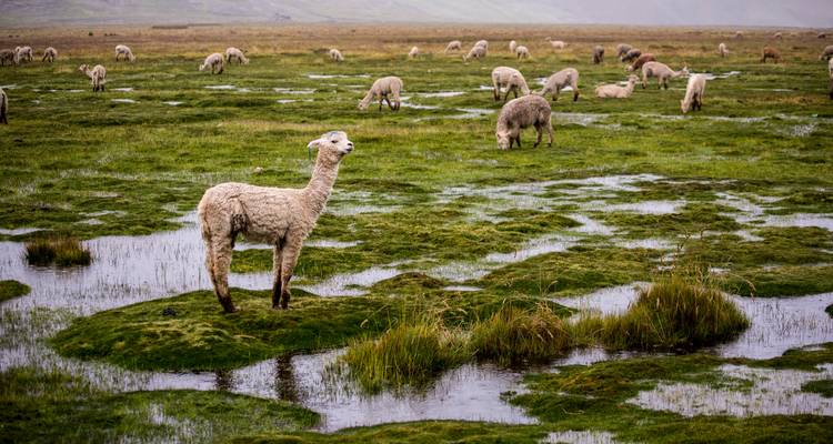 Lama's die grazen op een groen veld met bergen in de verte.