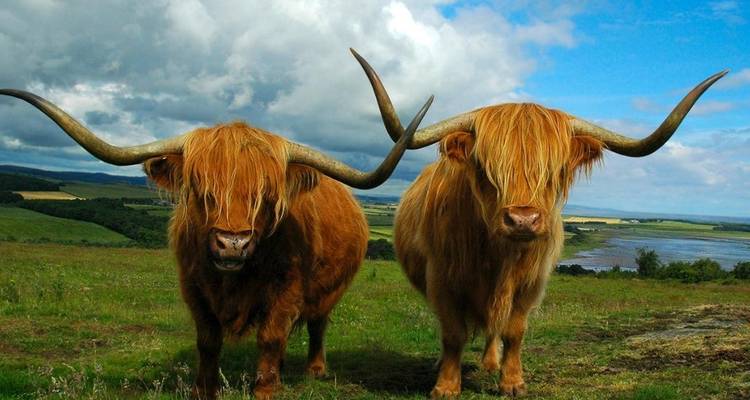 Deux vaches Highland dans un champ herbeux.