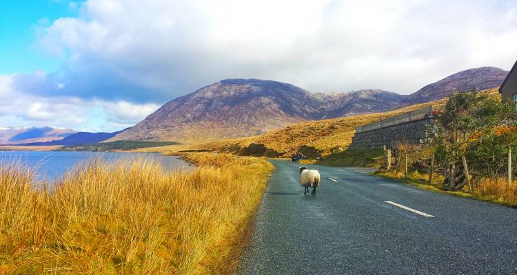 Un mouton solitaire se promène sur une route vide au bord du lac, encadrée par des herbes dorées et les montagnes du Connemara.