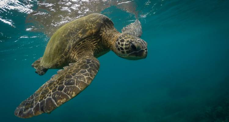 5 Day Classic Hawaii Experience(Bilingual: Chinese + English) - Intertrips 7