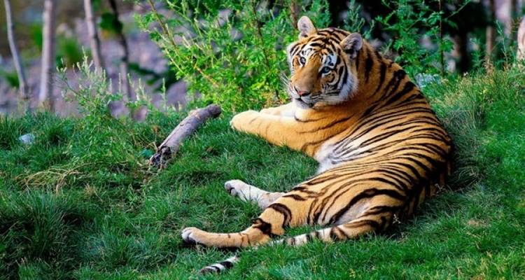 SAFARI ANIMALIER AU NEPAL EN GROUPE - Tweet World Travel 1