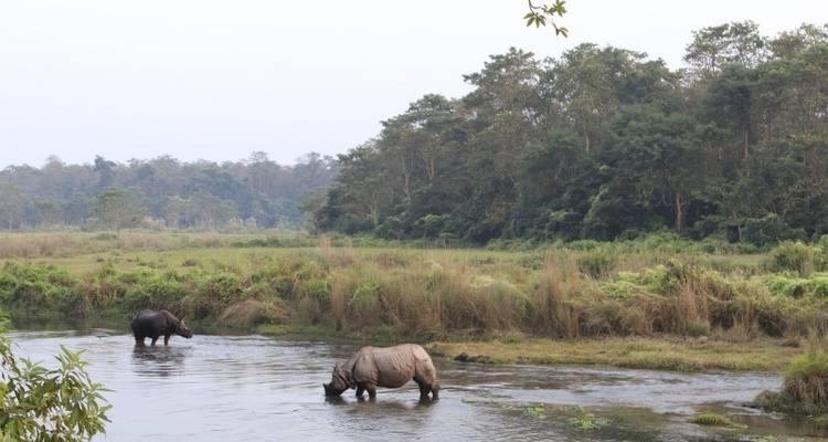 SAFARI ANIMALIER AU NEPAL EN GROUPE - Tweet World Travel 6