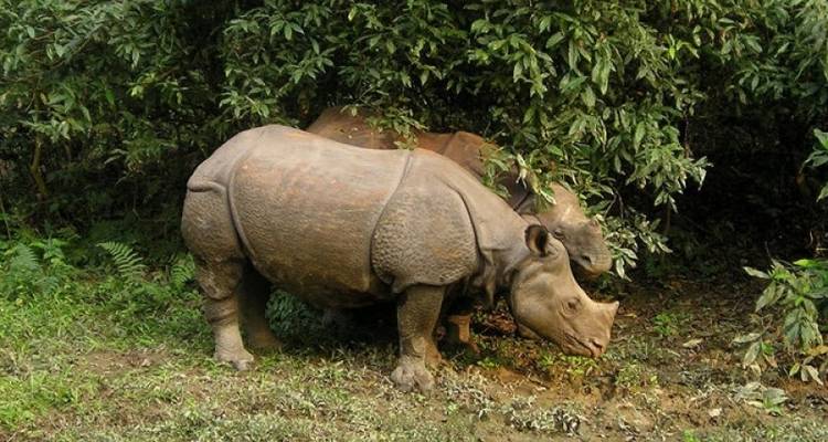 SAFARI ANIMALIER AU NEPAL EN GROUPE - Tweet World Travel 7