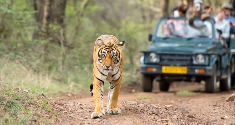 5 Day Golden Triangle with Ranthambore Wildlife Safari - Delhi Agra Jaipur Ranthambore Tour - Julie International Tours 10