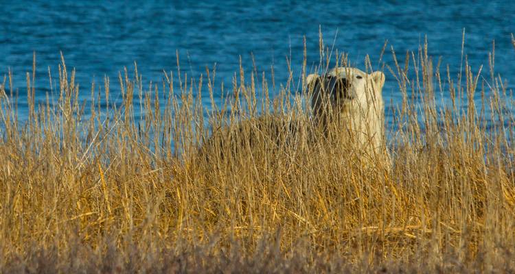 Beluga Whales in Churchill Manitoba - Frontiers North Adventures 4