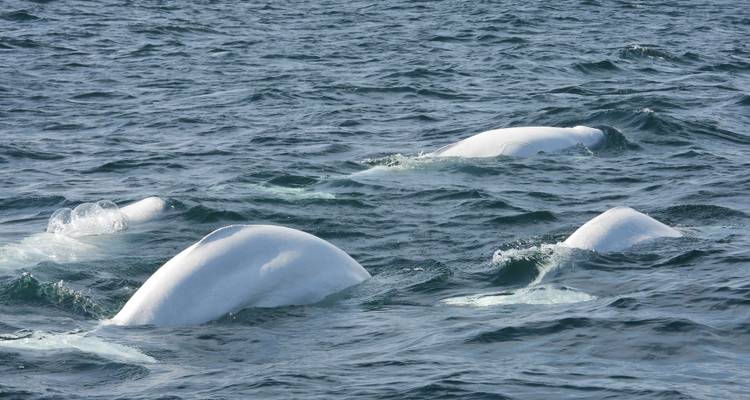 Beluga Whales in Churchill Manitoba - Frontiers North Adventures 2
