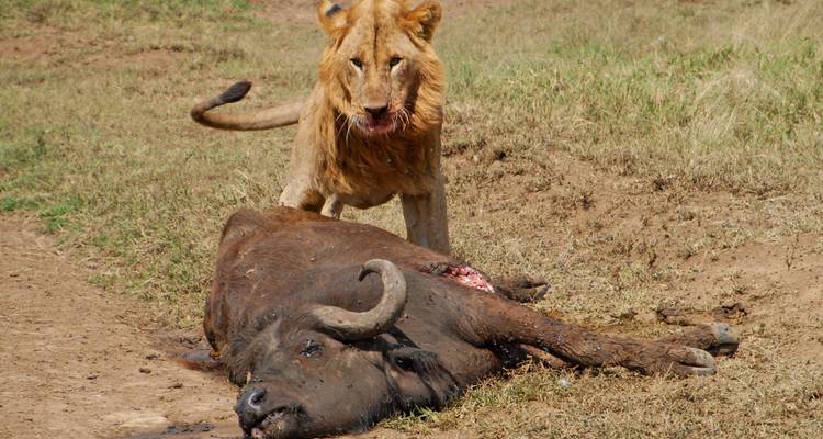 Löwe mit Beute in einer Savanne.