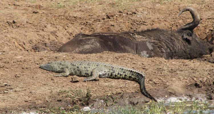 3-Day Akagera National Park Wildlife Safari - Ngoni Safaris Uganda 1