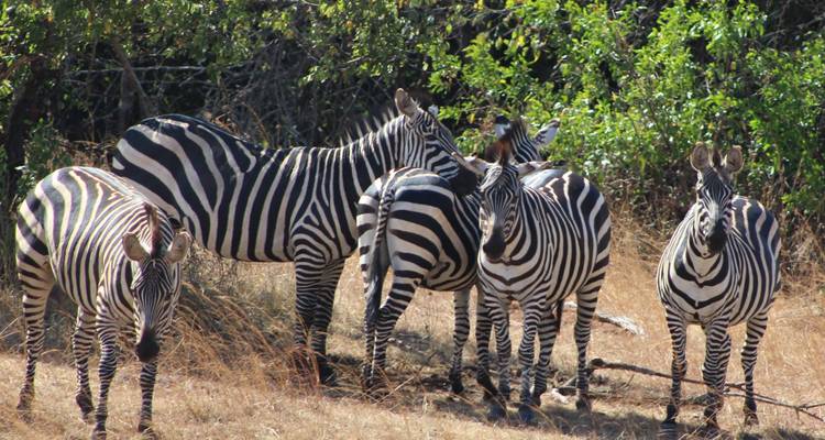 3-Day Akagera National Park Wildlife Safari - Ngoni Safaris Uganda 2