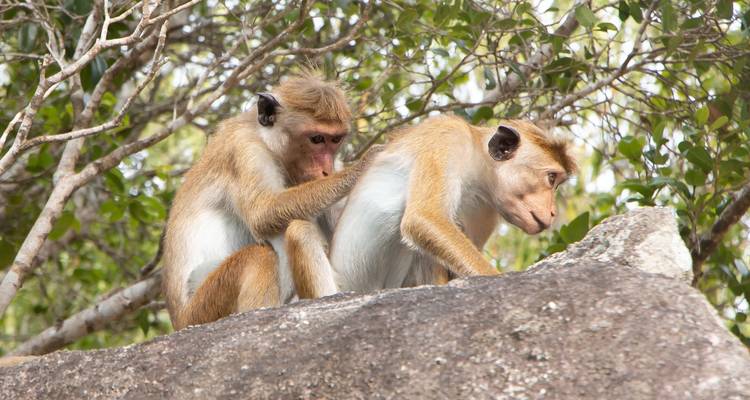 Top Ten du Sri Lanka - BH Lanka Tours  10