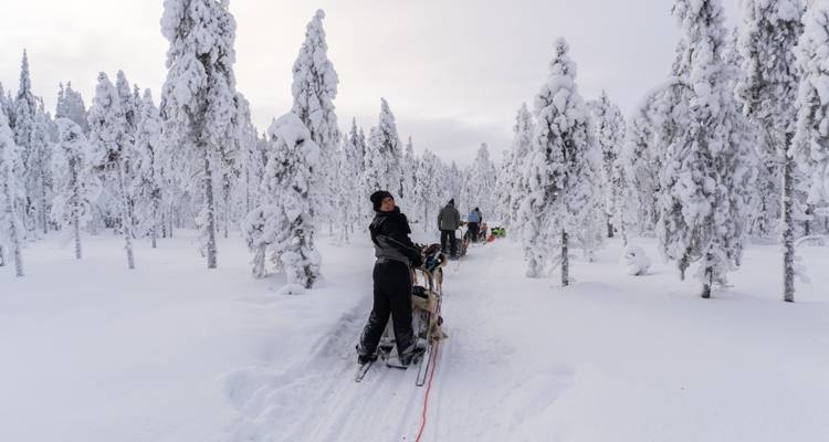Un viajero se encuentra sobre el patín de un trineo tirado por perros mirando hacia atrás a lo largo de un sendero nevado bordeado de árboles cubiertos de escarcha en la naturaleza salvaje finlandesa.