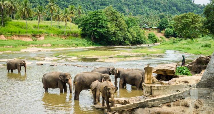 Itinéraire de 15 jours au Sri Lanka - Holiday Lanka Tours 3