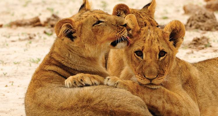 "Ein Löwenjunges kuschelt mit Bäumen im Hintergrund."

Note: I interpreted "A lion cubs" as "A lion cub" (singular) since the article "A" indicates singular form. If you meant multiple cubs, it would be: "Löwenjunge kuscheln mit Bäumen im Hintergrund."