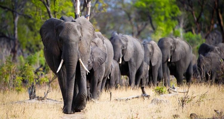 Safari en avión de 7 días por Zimbabue - Falcon Safaris 1