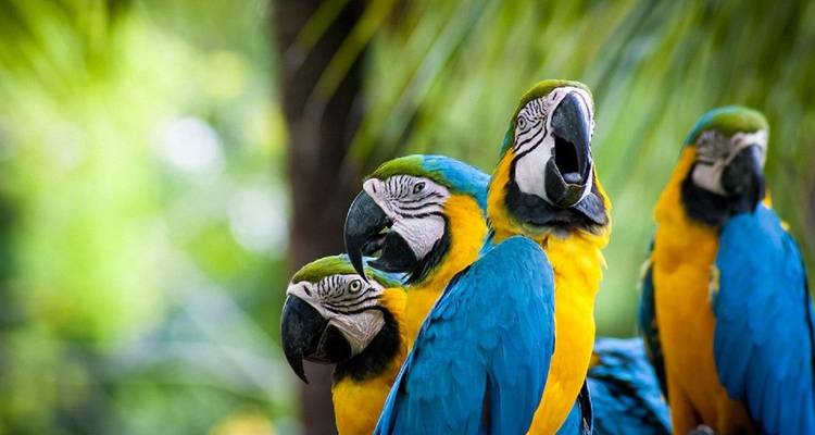 Encantos del Amazonas de 3 días en Tambopata en Puerto Maldonado - Tangol Tours 10