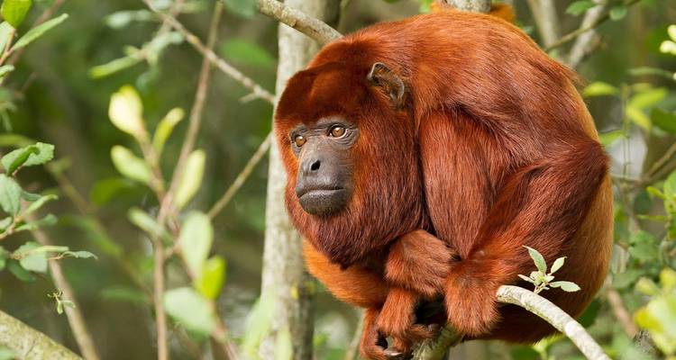 Encantos del Amazonas de 3 días en Tambopata en Puerto Maldonado - Tangol Tours 1