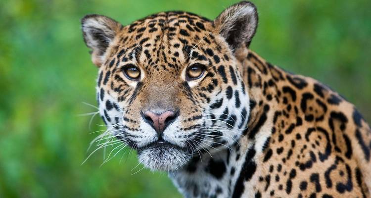 Encantos del Amazonas de 3 días en Tambopata en Puerto Maldonado - Tangol Tours 2