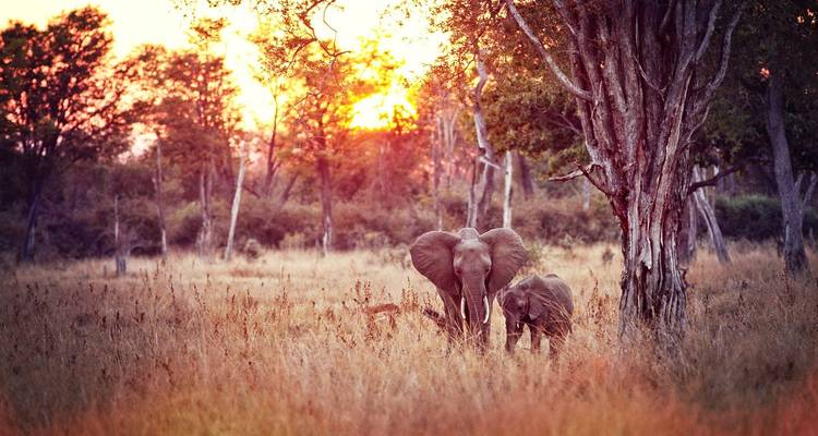 10 jours à South Luangwa, Mana Pools et Victoria Falls - Falcon Safaris 3