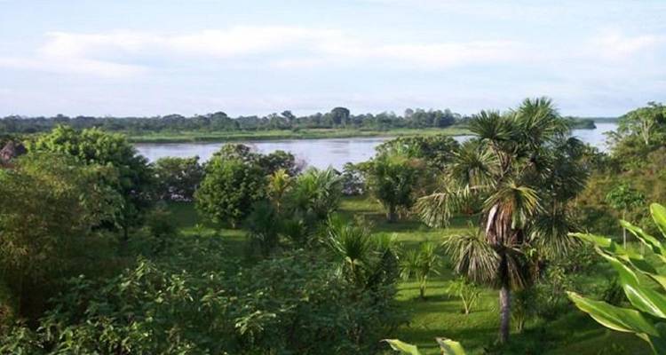 Vegetación exuberante junto a un río