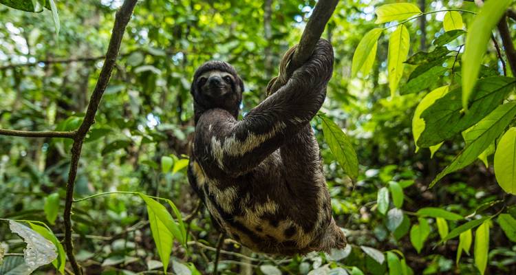 Un perezoso colgando de un árbol en una selva verde y exuberante.