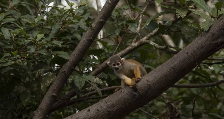 Circuito de 4 días a Pacaya Samiria, alojamiento en el Amazonas - Tangol Tours 1