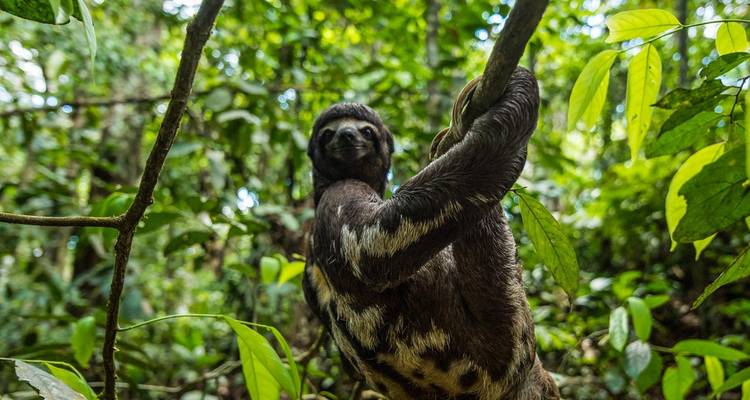 Circuito de 4 días a Pacaya Samiria, alojamiento en el Amazonas - Tangol Tours 4