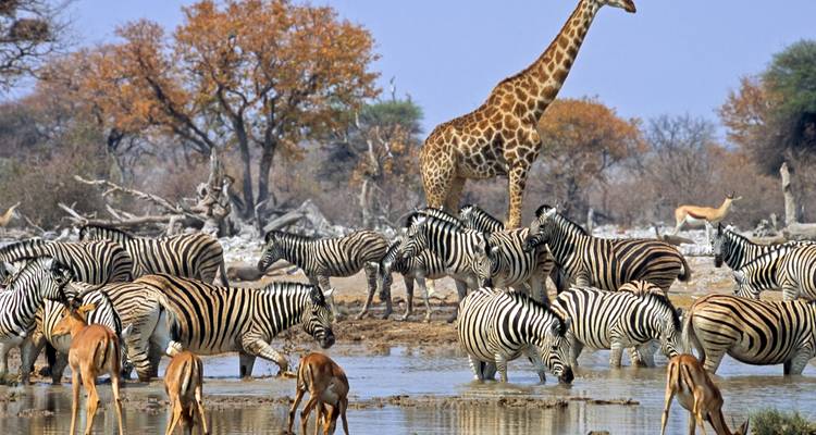 Aventure de 12 jours au Kenya et en Tanzanie pour la Grande Migration avec Trekking optionnel pour les gorilles - BrushBuck Wildlife Tours 1