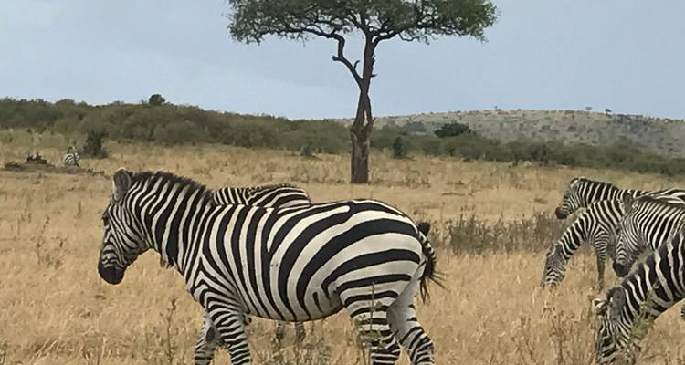 Aventure de 12 jours au Kenya et en Tanzanie pour la Grande Migration avec Trekking optionnel pour les gorilles - BrushBuck Wildlife Tours 8