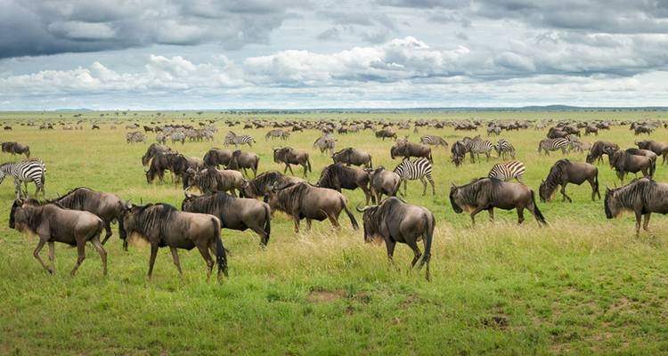 Aventure de 12 jours au Kenya et en Tanzanie pour la Grande Migration avec Trekking optionnel pour les gorilles - BrushBuck Wildlife Tours 9