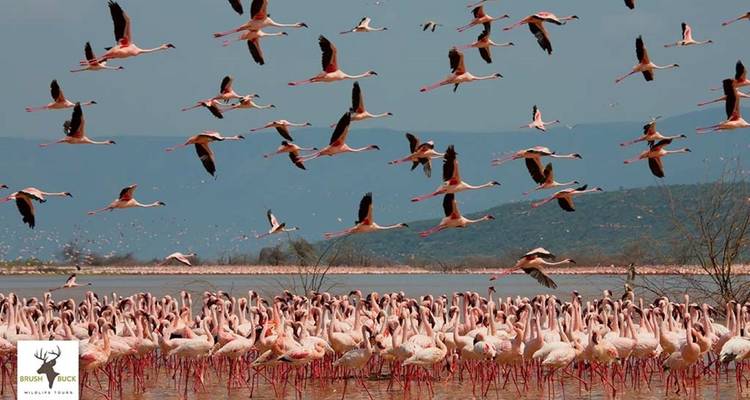 Aventure de 12 jours au Kenya et en Tanzanie pour la Grande Migration avec Trekking optionnel pour les gorilles - BrushBuck Wildlife Tours 10