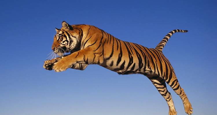 Triángulo de Oro con Tigres de Ranthambore y Taj Mahan al Atardecer/Amanecer -6 días - Joyful Holidays 2