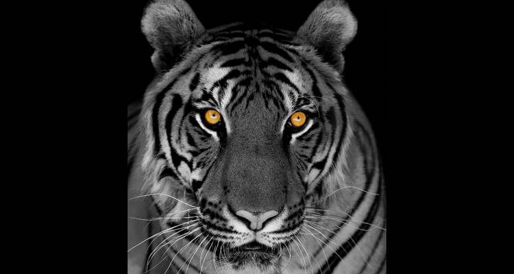 Triangle d'or avec les tigres de Ranthambore et le Taj Mahal au coucher et au lever du soleil - 6 jours - Joyful Holidays 10
