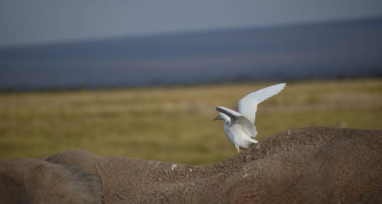 Un oiseau volant au-dessus du dos d'un éléphant dans une plaine.