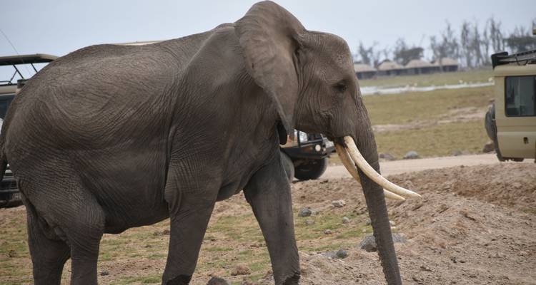 Éléphant solitaire marchant près de véhicules de safari stationnés.