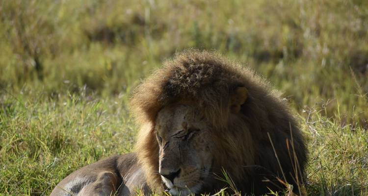 Lion se reposant dans l'herbe.