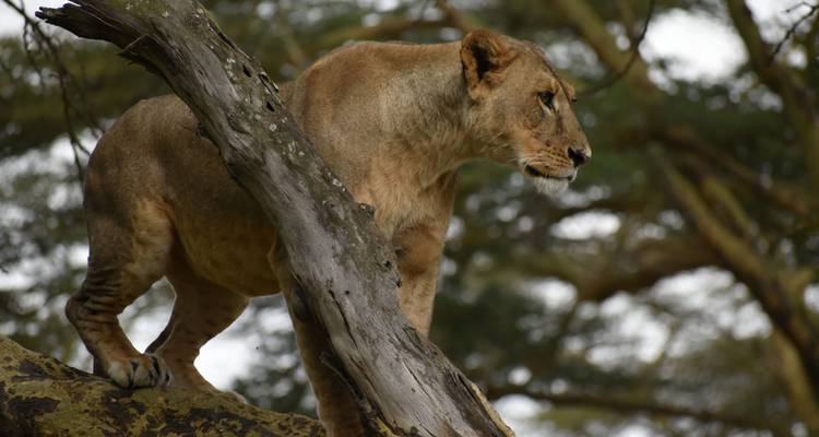 Lion debout sur une branche d'arbre.