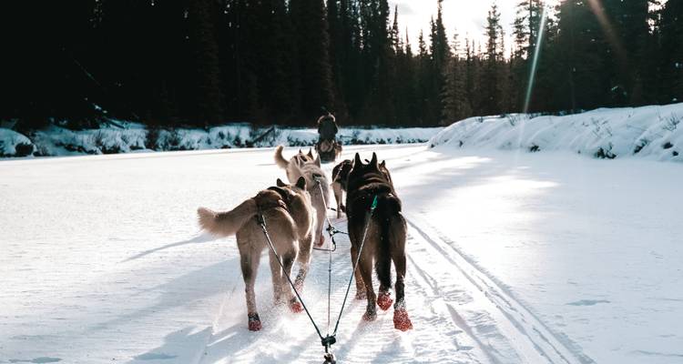 Honden trekken slee over heldere bevroren rivier met musher die achter stuurt
