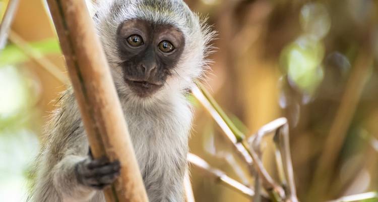 Cita en Mombasa, visita guiada privada - Prime Safaris 3