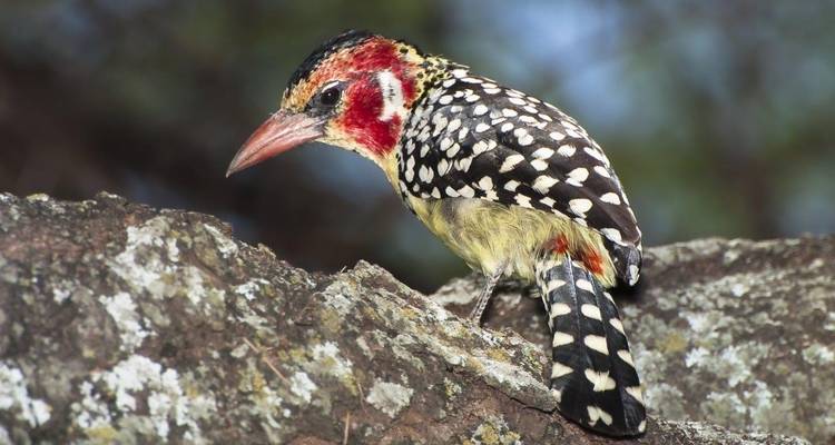 Simba Safari, Tanganyika Wilderness Camps - Private Tour - Prime Safaris 1