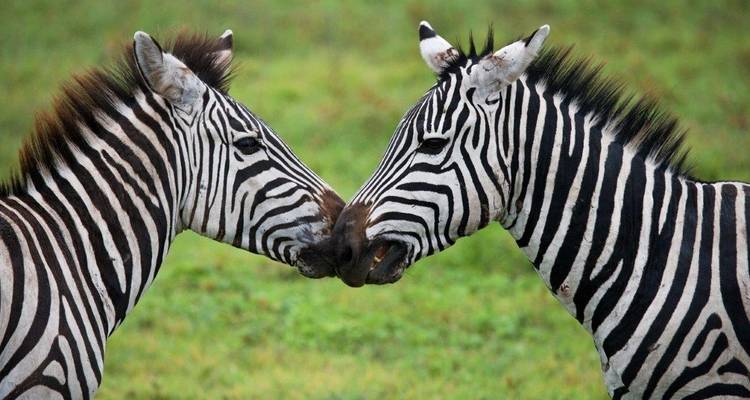 Simba Safari, Tanganyika Wilderness Camps - Private Tour - Prime Safaris 5