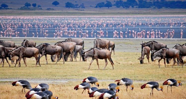 Simba Safari, Tanganyika Wilderness Camps - Private Tour - Prime Safaris 7