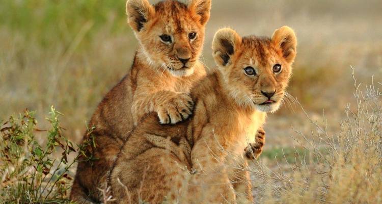 Simba Safari, Tanganyika Wilderness Camps - Private Tour - Prime Safaris 3