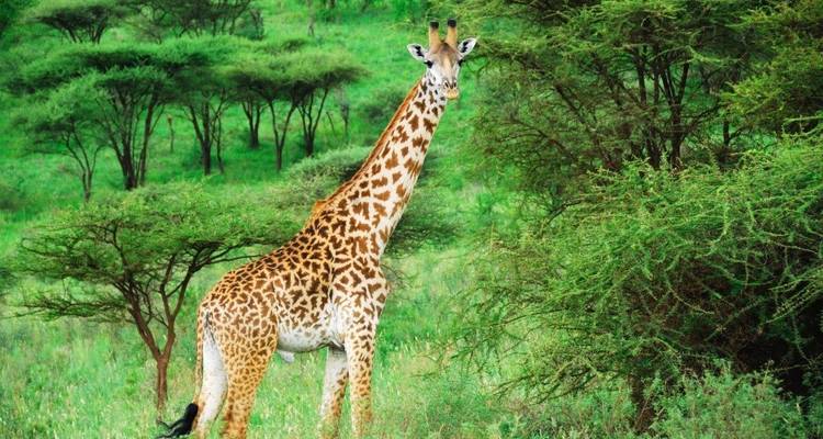Simba Safari, Tanganyika Wilderness Camps - Private Tour - Prime Safaris 4