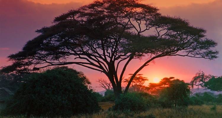 Simba Safari, Tanganyika Wilderness Camps - Private Tour - Prime Safaris 2