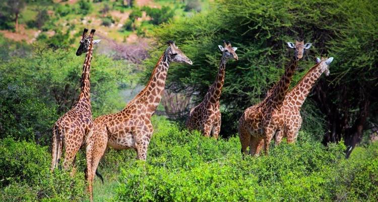 Kilimandjaro à Mombasa, excursion privée - Prime Safaris 6